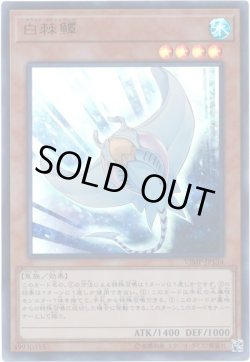 画像1: 白棘?(ホワイト・スティングレイ)