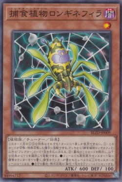 画像1: 捕食植物ロンギネフィラ（プレデター プランツ）