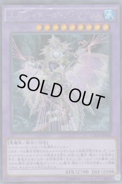 画像1: エルシャドール・アノマリリス