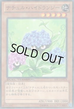 画像1: ナチュル・ハイドランジー