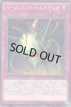 画像1: バージェストマ・ハルキゲニア