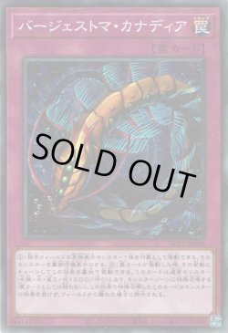 画像1: バージェストマ・カナディア