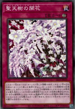 画像1: 聖天樹の開花（サンアバロン ブルーミング）