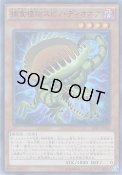 画像1: 捕食植物（プレデター・プランツ）スピノ・ディオネア