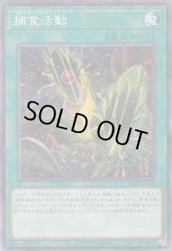 画像1: 捕食活動（プレデター・プラクティス）