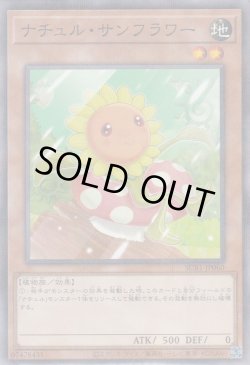 画像1: ナチュル・サンフラワー
