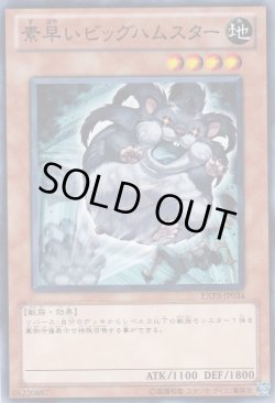 画像1: 素早いビッグハムスター