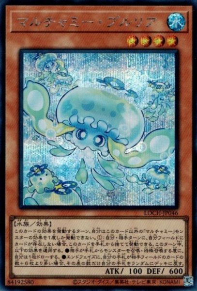 画像1: マルチャミー・プルリア (1)