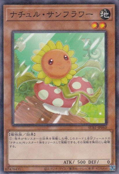 画像1: ナチュル・サンフラワー (1)